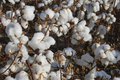 From field to fabric: How cotton fabric is made?